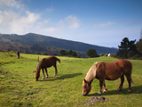 Horses by Jaizkibel Road  Hondarribia  Spain