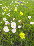 Pink Evening Primrose  Texas  USA
