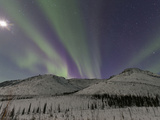 Northern Lights  White Mountain National Recreation Area  Alaska  USA