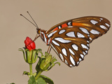Gulf Fritillary  Texas  USA