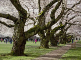 Cherry Trees on University of Washington Campus  Seattle  Washington  USA