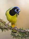 Green Jay  Texas  USA