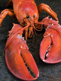 Lobster (Homarus Americanus)