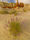 Eroded Rock  Grand Staircase Escalante National Monument  Utah  USA