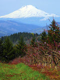 Peach Blossoms  Hood River  Oregon  USA