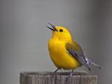 Prothonotary Warbler  Texas  USA