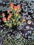 Miniature Garden at Gem Lake  Ansel Adams Wilderness  California  USA