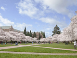 Cherry Trees on University of Washington Campus  Seattle  Washington  USA