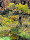 Fremont Cottonwoods  Zion National Park  Utah  USA