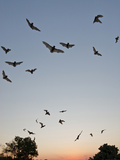 Mexican Free-Tailed Bats  Concan  Texas  USA