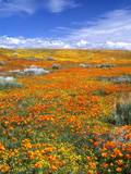 California Poppy Reserve  Lancaster  California  USA