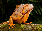Green Iguana  Iguana Iguana  Native to Mexico and Central America