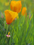 California Poppy Reserve  Lancaster  California  USA