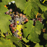 Merlot Wine Grapes  Tri-Cities  Washington  USA