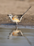 Scissor-Tailed Flycatcher  Texas  USA