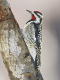Yellow-Bellied Sapsucker  Texas  USA
