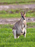 A Male Grey Kangaroos (Macropus Giganteus) in Field on a Station in Queensland  Australia
