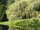Weeping Willow  Japanese Gardens  Bloedel Reserve  Bainbridge Island  Washington  USA