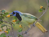 Green Jay  Texas  USA