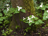 Western Trillium  Grand Forest Bainbridge Island Land Trust Park  Bainbridge Island  Washington USA