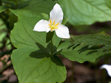 Western Trillium  Grand Forest Bainbridge Island Land Trust Park  Bainbridge Island  Washington USA