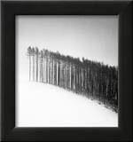 Forest Edge  Hokuto  Hokkaido  Japan  2004