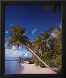 Serenity: Palm Trees