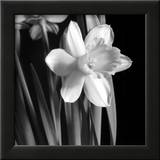 Daffodil