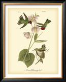 Anna Hummingbird