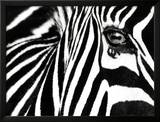 Black & White II (Zebra)