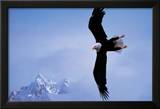 Courage: Bald Eagle