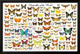 Butterflies of the World Chart