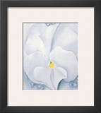 White Pansy  c1927