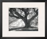 Andrew Oak  Afternoon Light