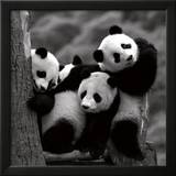 Pandas