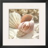 Coral Shell II