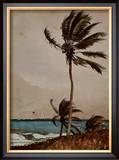 Palm Tree  Nassau