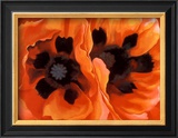 Oriental Poppies