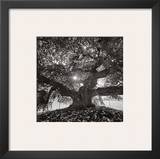 Under Camperdown Elm  Prospect Park