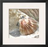 Coral Shell III