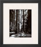 Redwoods  Founders Grove