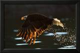 Leaders: Bald Eagle