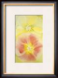 Pink and Yellow Hollyhocks  c1952