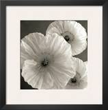 Poppy Study IV