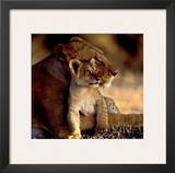 Lioness with Cub