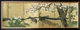 Cherry Blossoms and Peacocks
