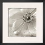 Poppy Study II