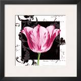 Damask Tulip I