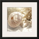 Coral Shell I