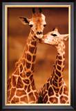 Makulu First Love